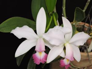 Cattleya violacea