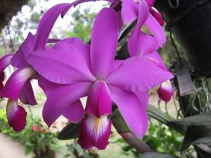 Cattleya violacea