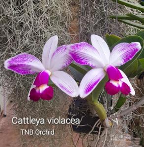 Cattleya violacea