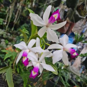 Cattleya violacea