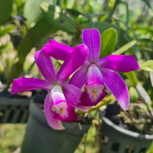 Cattleya violacea