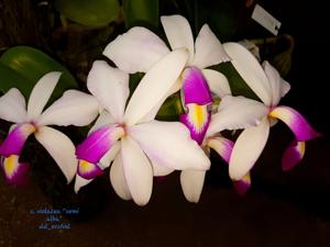 Cattleya violacea