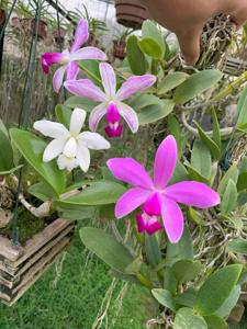 Cattleya violacea