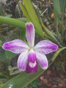 Cattleya violacea