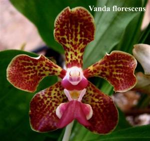 Vanda tricolor var. tricolor