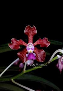 Vanda tricolor var. tricolor