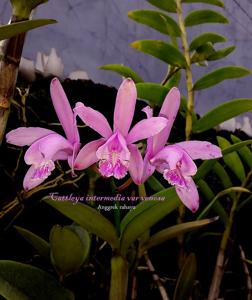 Cattleya intermedia