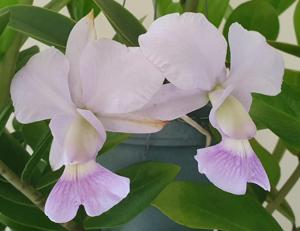 Cattleya walkeriana