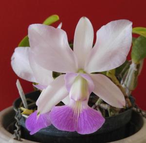 Cattleya walkeriana