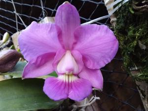 Cattleya walkeriana