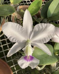 Cattleya walkeriana