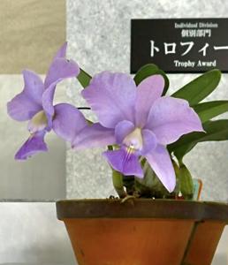 Cattleya walkeriana