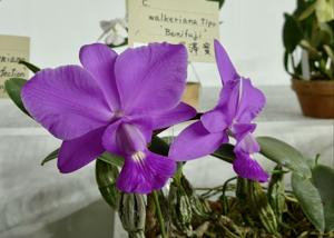 Cattleya walkeriana