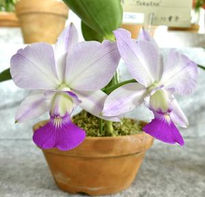 Cattleya walkeriana