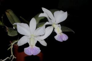 Cattleya walkeriana