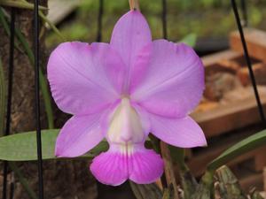 Cattleya walkeriana