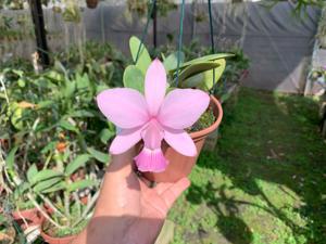 Cattleya walkeriana