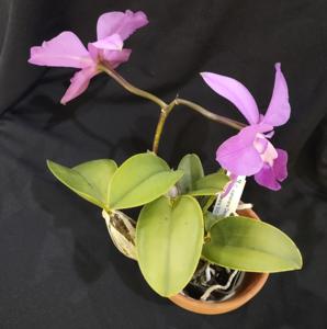 Cattleya walkeriana