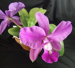 Cattleya walkeriana