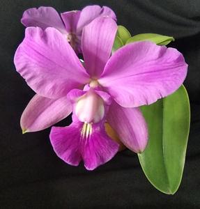 Cattleya walkeriana