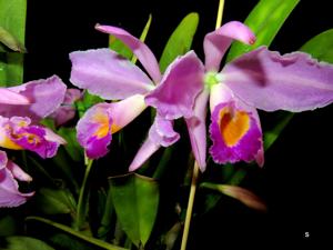 Cattleya wallisii