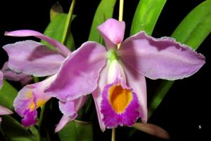 Cattleya wallisii