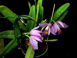 Cattleya wallisii