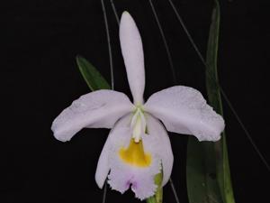 Cattleya wallisii