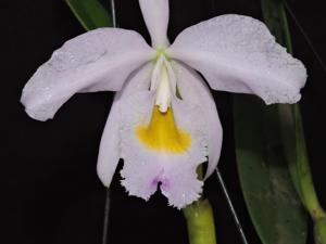 Cattleya wallisii