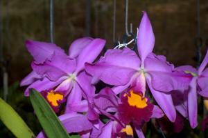 Cattleya wallisii