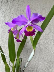 Cattleya wallisii