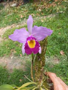 Cattleya wallisii