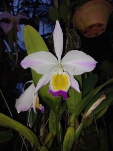 Cattleya wallisii