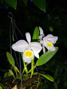 Cattleya wallisii