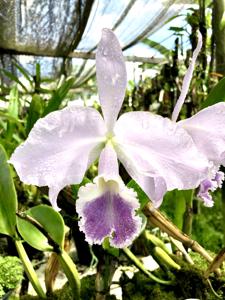 Cattleya warneri