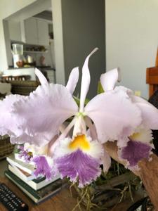 Cattleya warneri