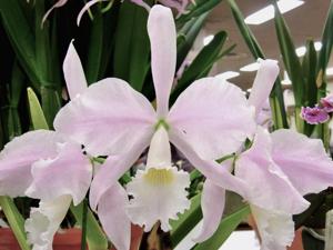 Cattleya warneri