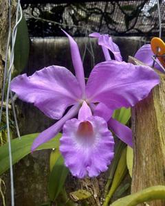 Cattleya warneri