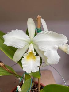 Cattleya warneri