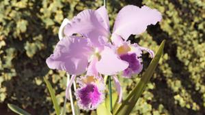 Cattleya warneri