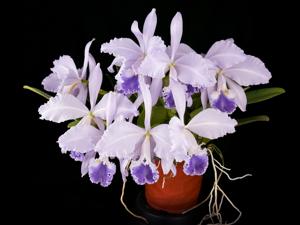 Cattleya warneri