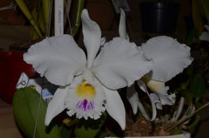 Cattleya warneri var. semialba