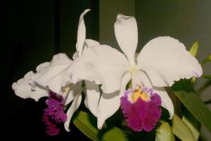 Cattleya warneri