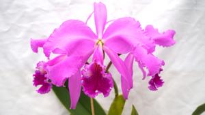 Cattleya warneri