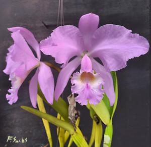 Cattleya warneri