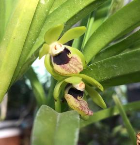 Vanda alpina