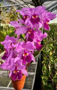 Cattleya warscewiczii