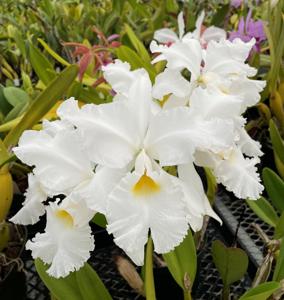 Cattleya warscewiczii