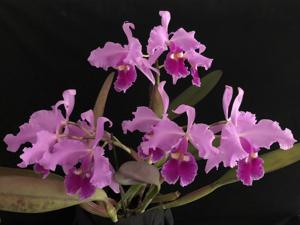 Cattleya warscewiczii