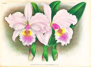 Cattleya warscewiczii